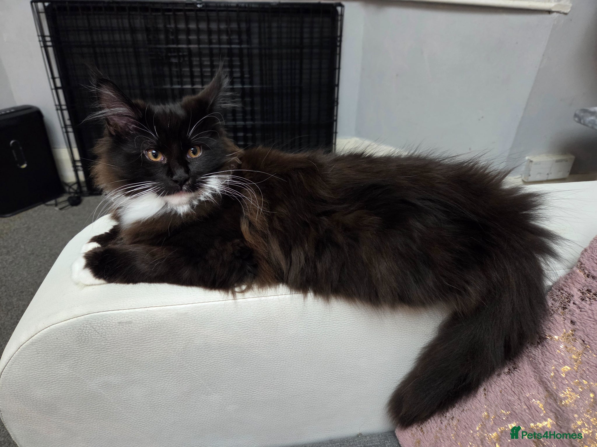 Maine Coon cats Pedigree Maine Coon Kittens for Sale - Advert 2