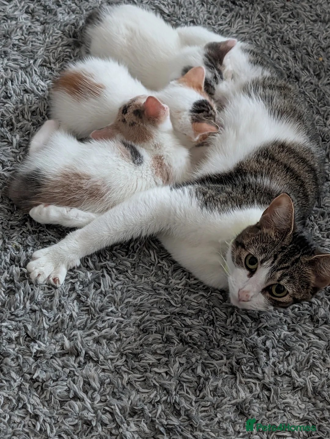 Mixed Breed cats for sale: Kittens for sale - Advert 1