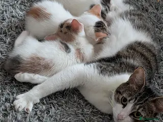 Mixed Breed cats Kittens for sale - Advert 17