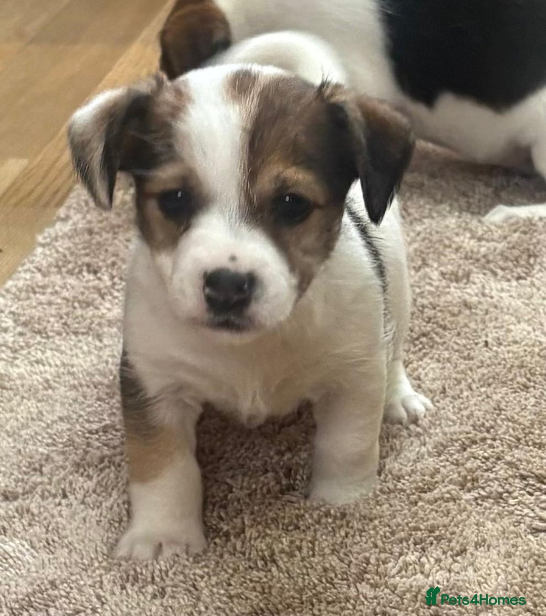 Jack Russell dogs for sale: Gorgeous short-legged Jack Russell Puppies! - Advert 12