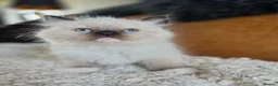 Ragdoll cats for sale: Quality Ragdoll Kittens - Advert 7