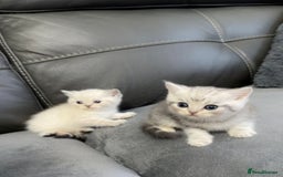 British Shorthair cats for sale: British Shorthair Kittens - Brown, lilac, silver in Birmingham - Image 2