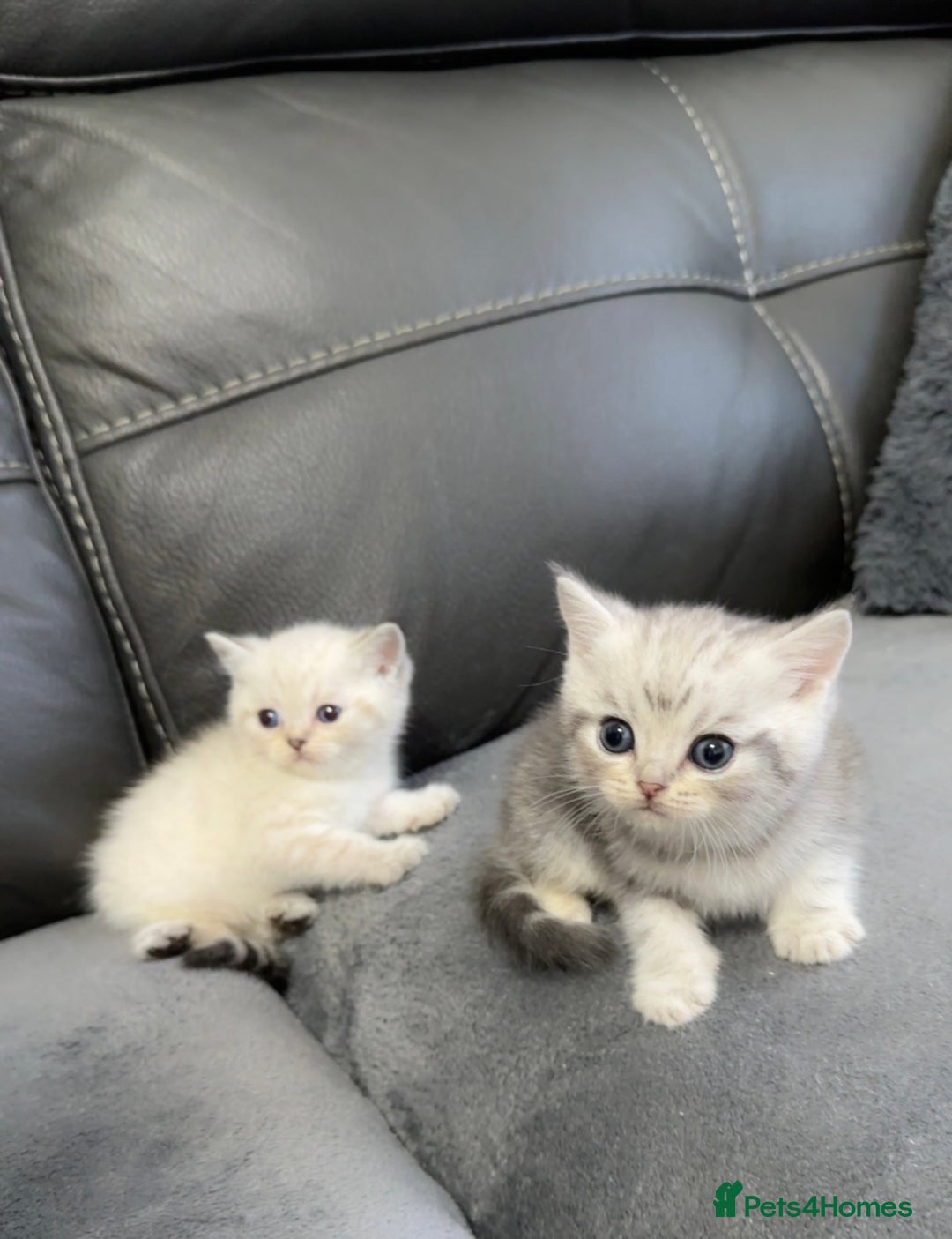 British Shorthair cats for sale: British Shorthair Kittens - Brown, lilac, silver in Birmingham - Image 2