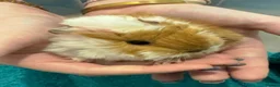 Guinea Pig rodents for sale: RESERVED Peruvian Cream Long Hair Boars - Advert 5