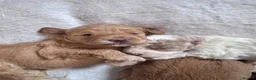 Cockapoo dogs for sale: Superb F1 Cockapoos in Aberdeen - Advert 18