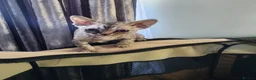 Devon Rex cats for sale: Two Devon Rex kittens for sale!!! - Advert 15