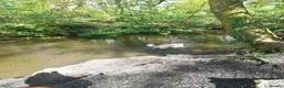 German Shepherd dogs for sale: German Shepherd  in Cardiff - Advert 9