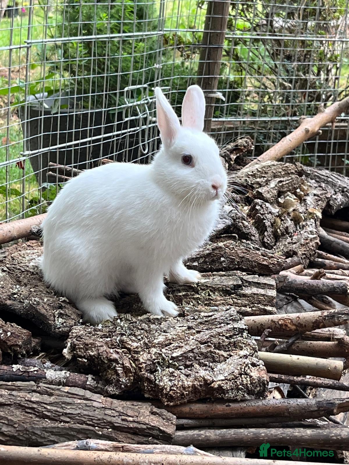 Mini Lop rabbits Netherlands  Dwarf bunny  - Advert 10