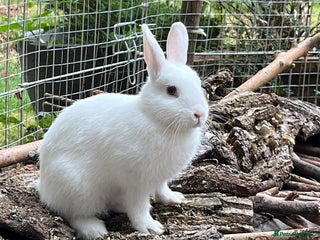 Mini Lop rabbits Netherlands Dwarf bunny - Advert 13