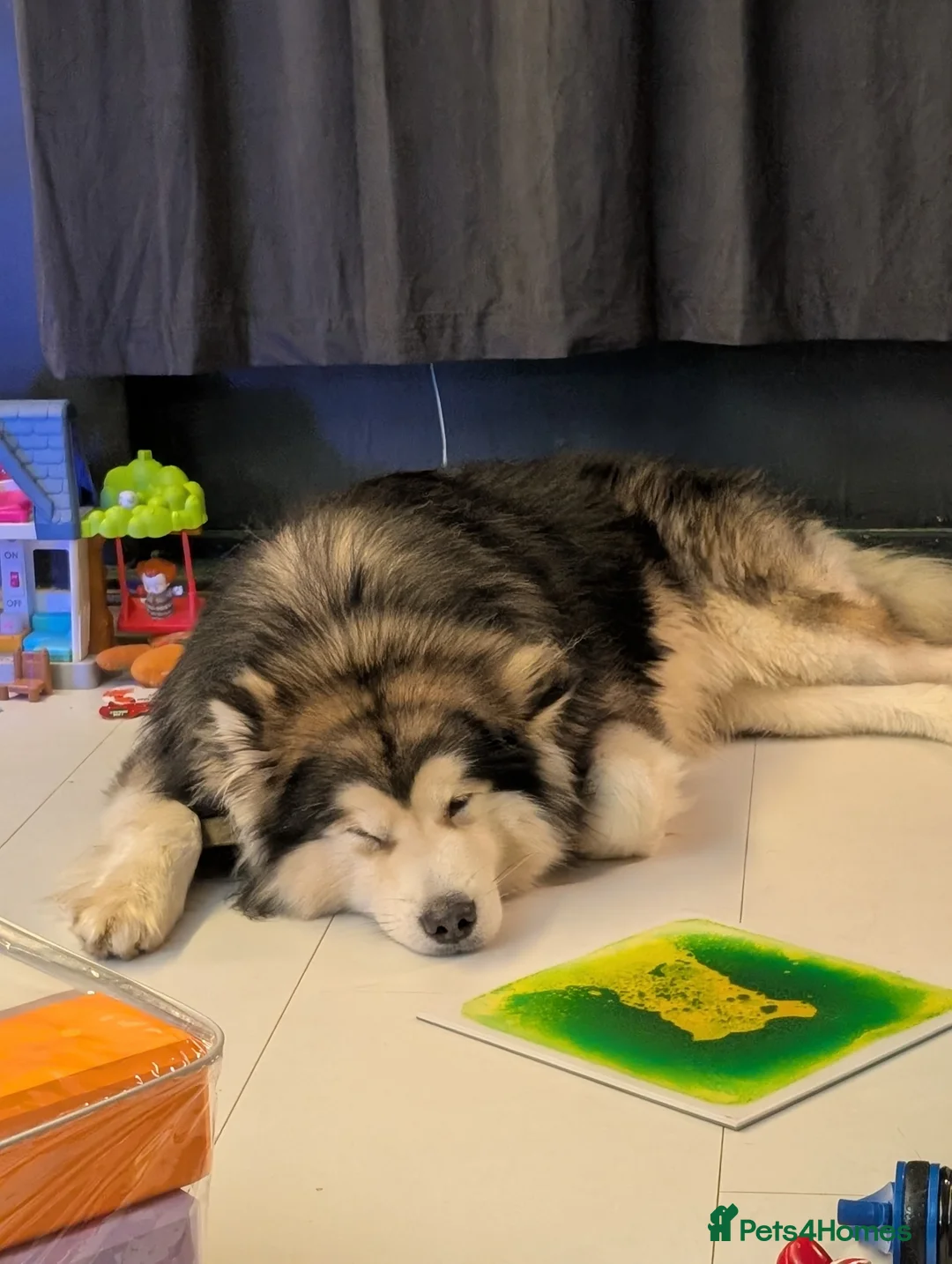 Alaskan Malamute dogs for stud: KC Registered Champion Alaskan Malamute for Stud in Bathgate - Advert 3