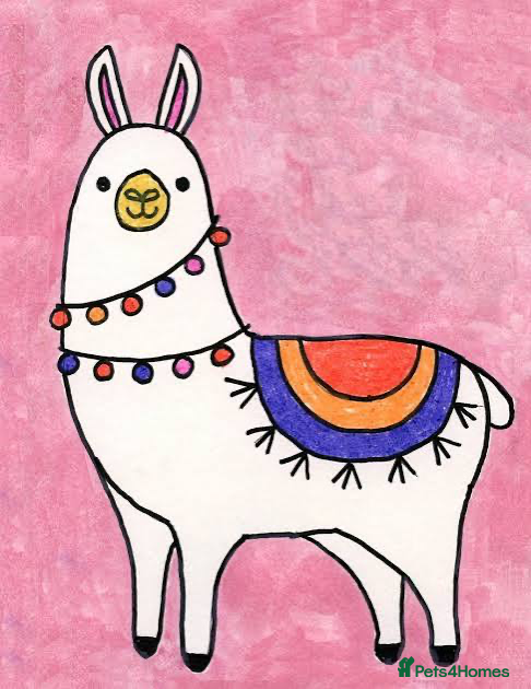 Llama livestock Intact male llama wanted - Advert 4