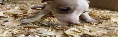 Whippet Puppy 5