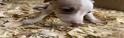 Whippet dogs for sale: Stunning litter of Whippets  - Advert 12