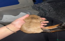 Miniature Dachshund dogs for sale: Miniature Dachshund Puppies - Image 13