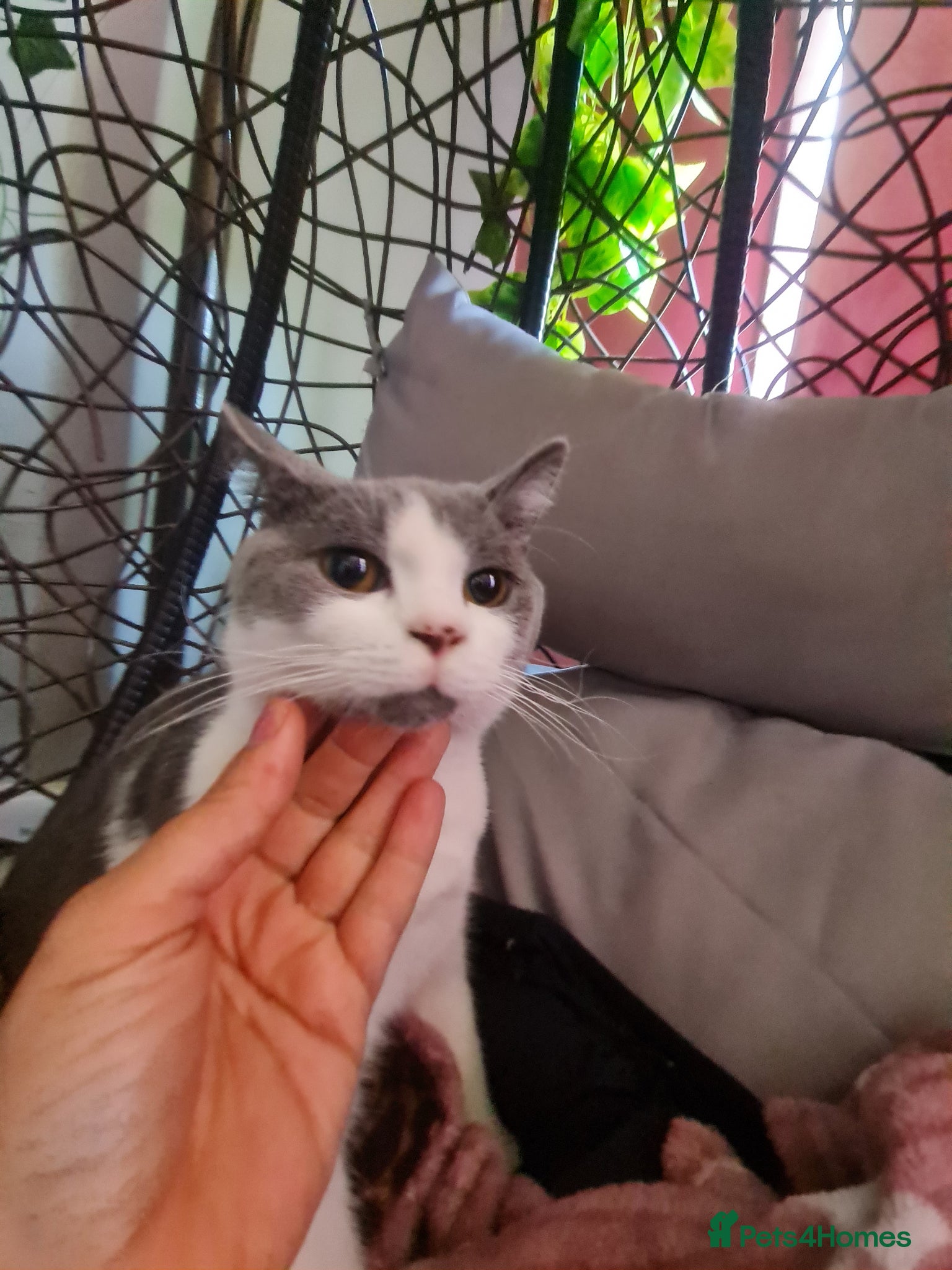 Mixed Breed cats Stunning  kittens looking  4 new home - Advert 4