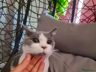 Mixed Breed cats Stunning kittens looking 4 new home - Advert 1