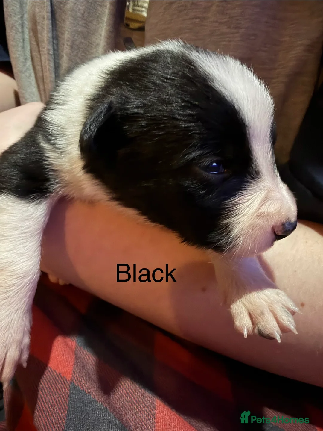 Border Collie dogs for sale: ONLY ONE BOY REMAINING (READY TO GO TUE) - Advert 23