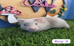 Hamster rodents for sale: Syrian Hamster Babies Pedigree Baby Male Female - Image 10