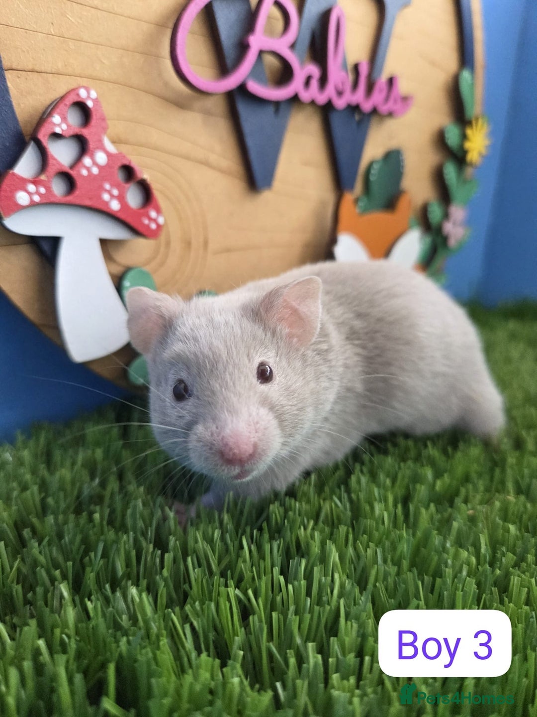 Hamster rodents for sale: Syrian Hamster Babies Pedigree Baby Male Female - Image 10