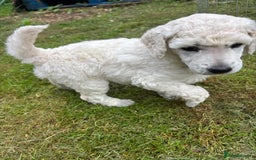 Standard Poodle dogs for sale: Standard poodle  - Image 19