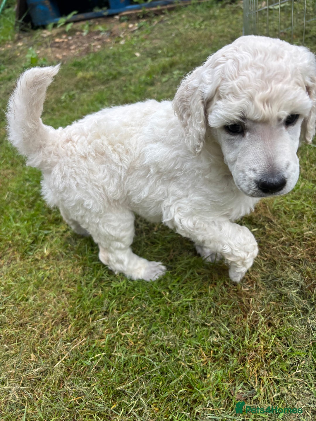 Standard Poodle dogs for sale: Standard poodle  - Image 19