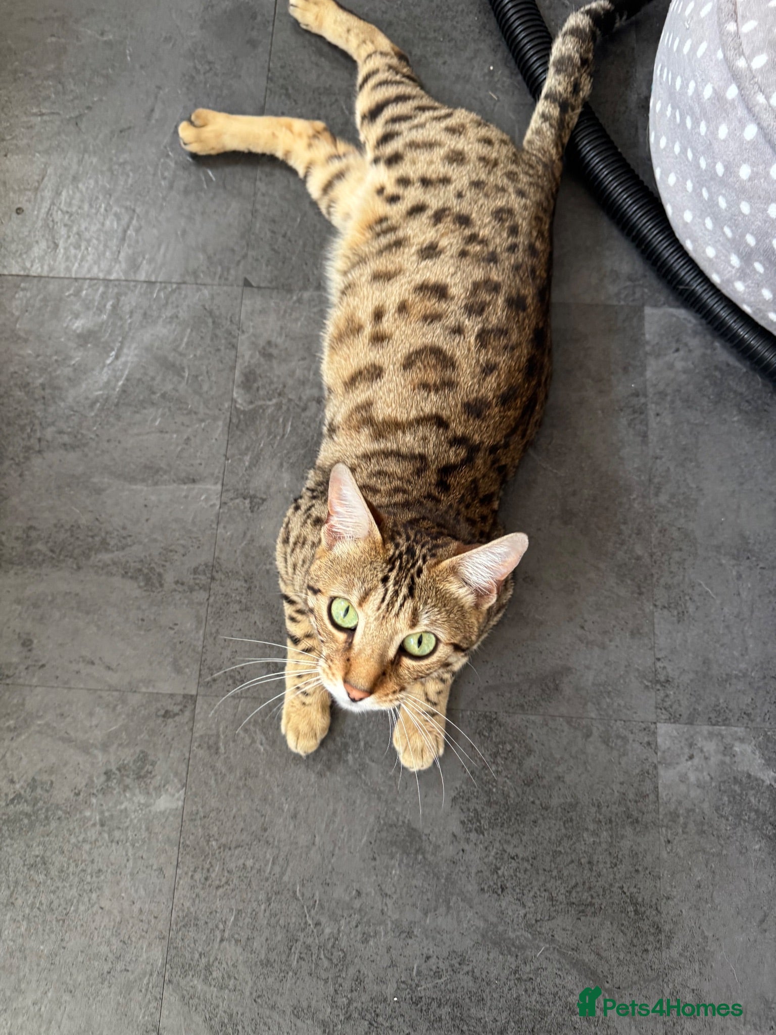 Bengal cats Bengal mix kittens  - Advert 1