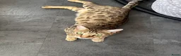 Bengal cats for sale: Bengal mix kittens  in Manchester - Advert 1