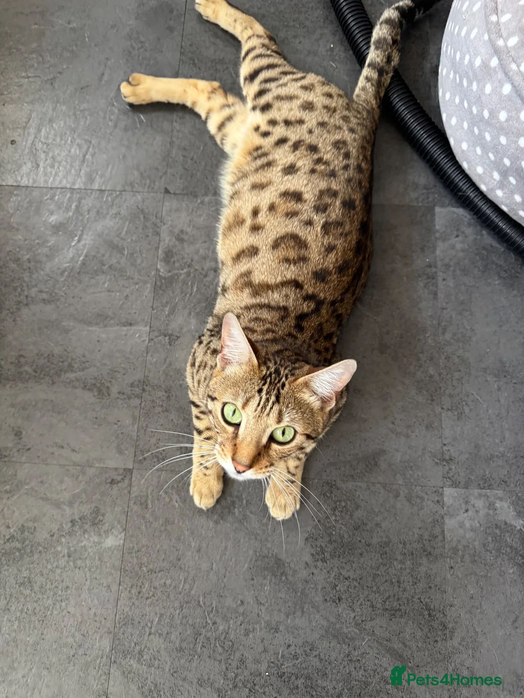 Bengal cats for sale: Bengal mix kittens  in Manchester - Advert 1