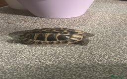 Hermann Tortoise reptiles for sale: echo - herman’s tortoise with enclosure  - Image 3