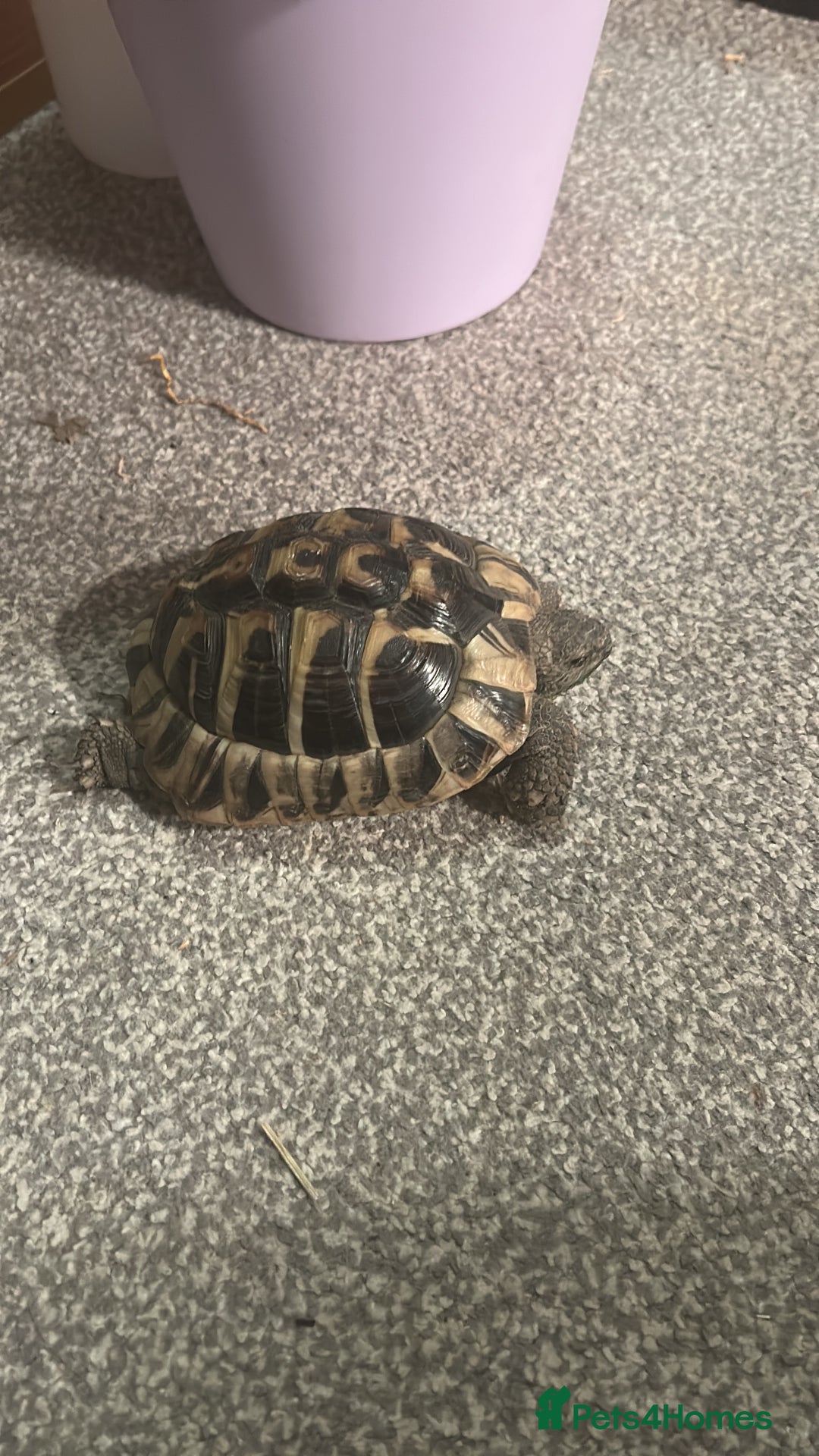 Hermann Tortoise reptiles for sale: echo - herman’s tortoise with enclosure  - Image 3