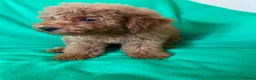 Toy Poodle dogs for sale: Exceptional Toy Poodle Girls in Bristol - Advert 3
