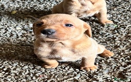 Labrador Retriever dogs for sale: Stunning Fox red labradors - Image 5