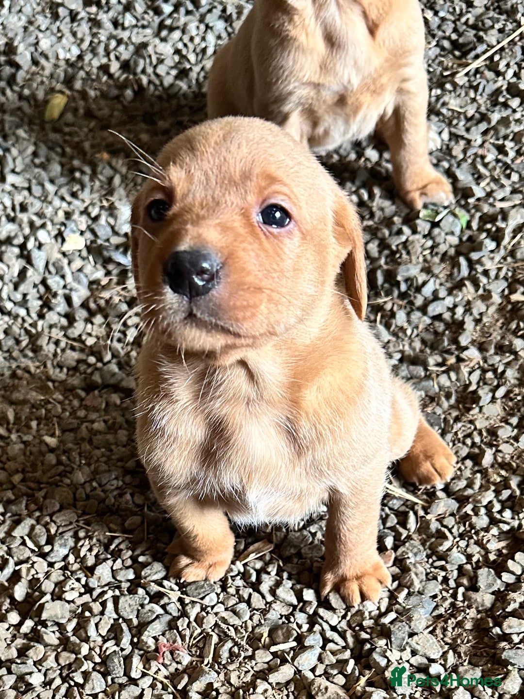 Labrador Retriever dogs for sale: Stunning Fox red labradors - Image 5