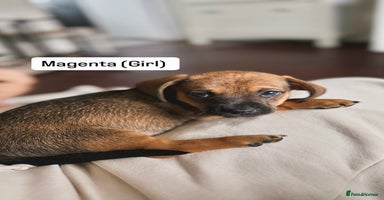 Mixed Breed dogs - Advert 5