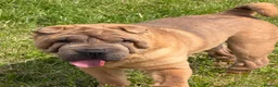 Shar Pei dogs for stud: Shar Pei for stud  - Advert 2
