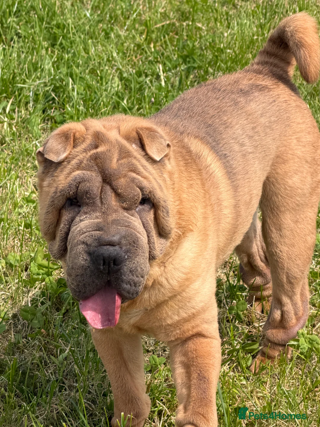Shar Pei dogs for stud: Shar Pei for stud  - Advert 2