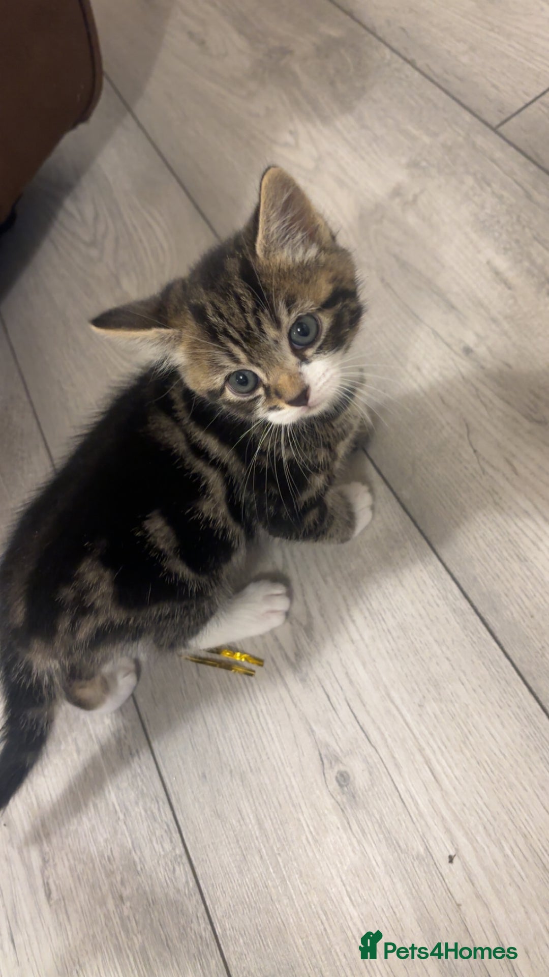 American Shorthair cats for sale: Kittens for sale  - Advert 4