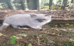 Ragdoll cats for sale: Adorable blue eyed ragdoll kittens - Image 12