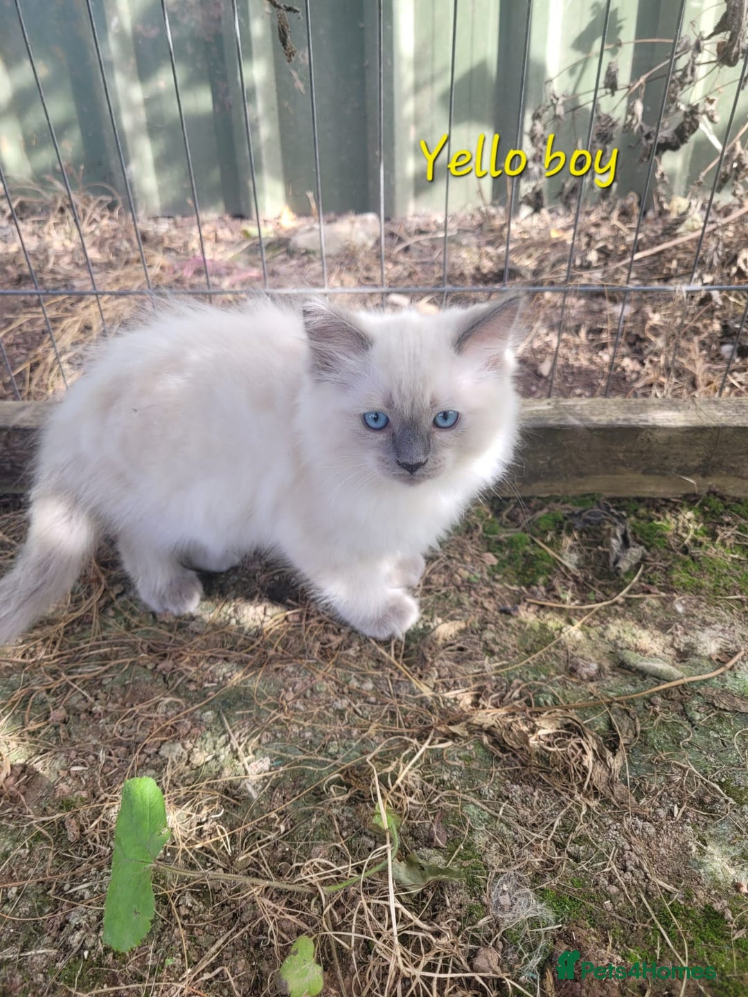 Ragdoll cats for sale: Adorable blue eyed ragdoll kittens - Image 12