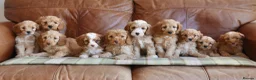 Cavapoo dogs for sale: Stunning Health Tested F1b Miniature Cavapoos - Advert 8