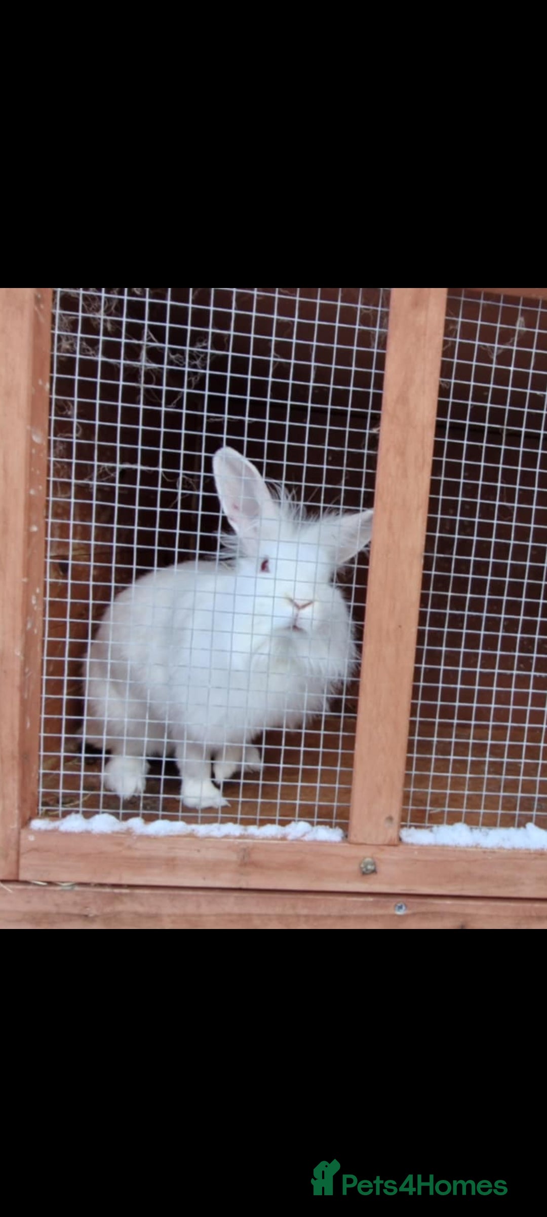 Mini Lion Lop rabbits for sale: 2 Rabbits - Advert 4