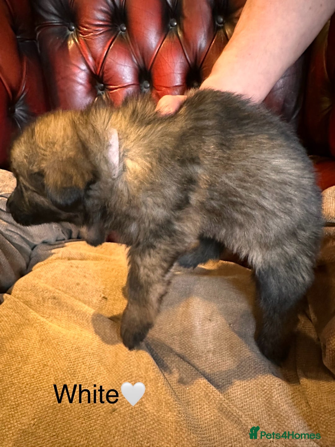 German Shepherd dogs for sale: Long-Haired Straight Back German Shepherd Puppies - Image 37