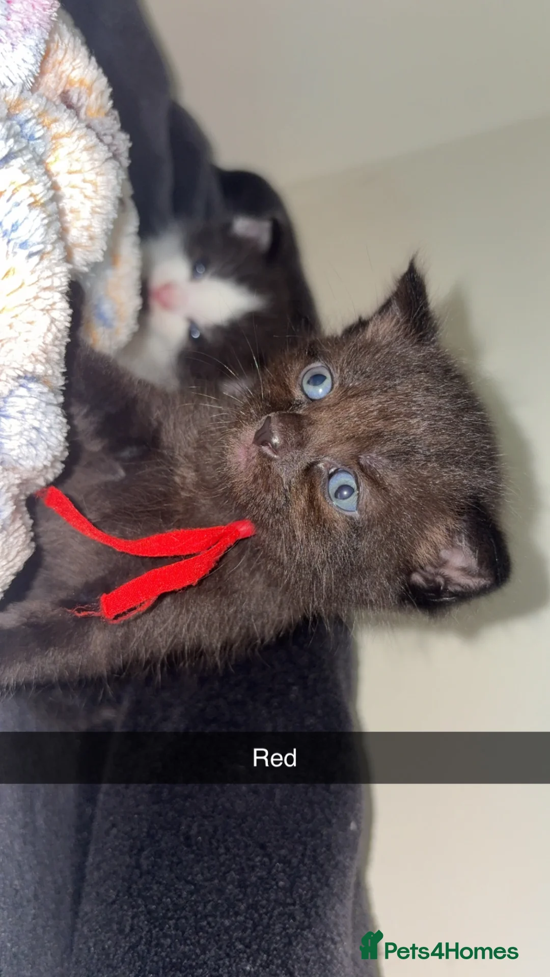 Mixed Breed cats for sale: Beautiful kittens🤍 - Advert 2