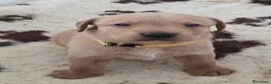 Yellow collar boy