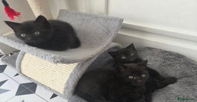 British Shorthair cats - Advert 9