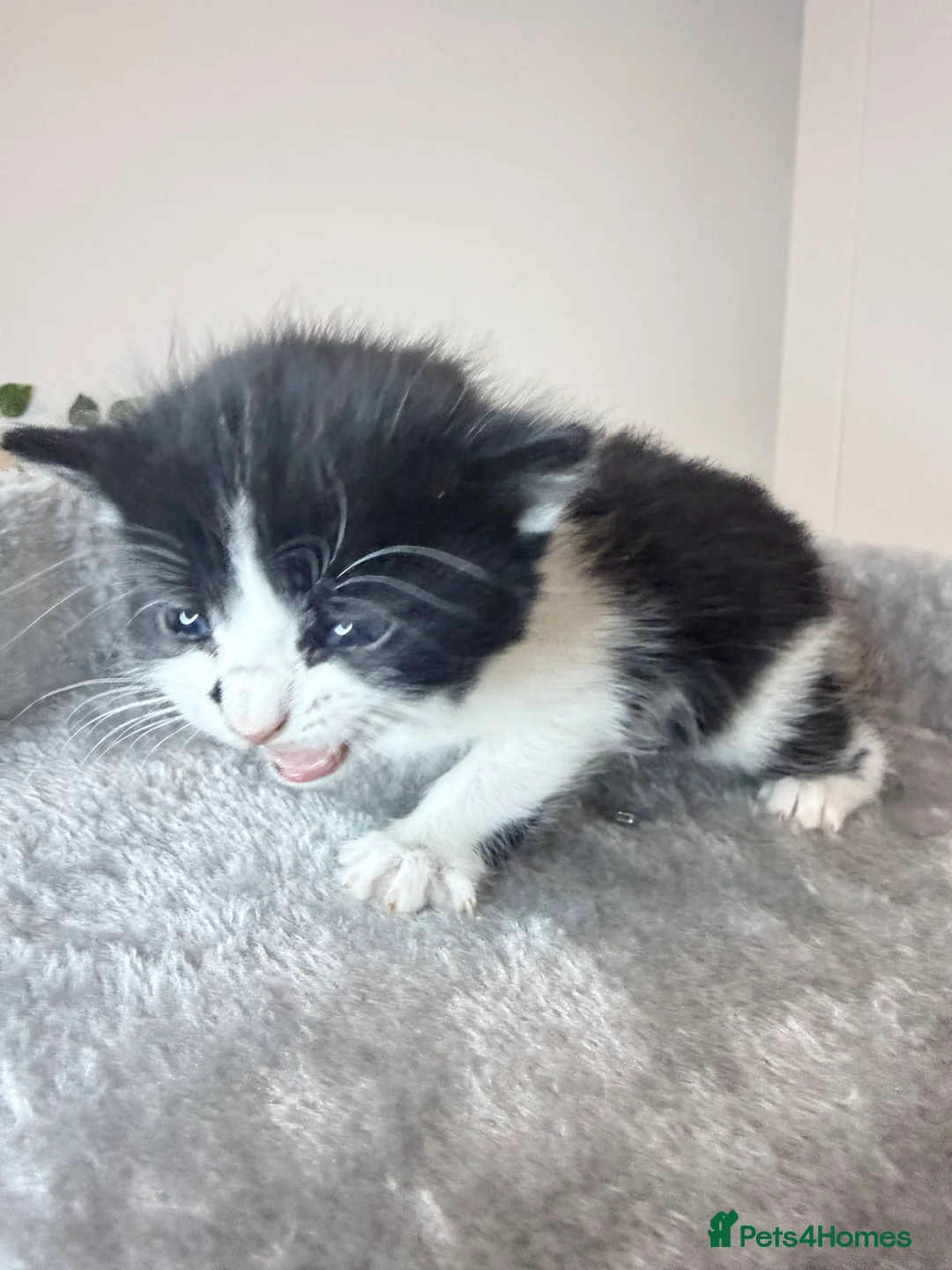 American Shorthair cats for sale: American shorthair/domestic shorthair kittens   in London - Advert 3