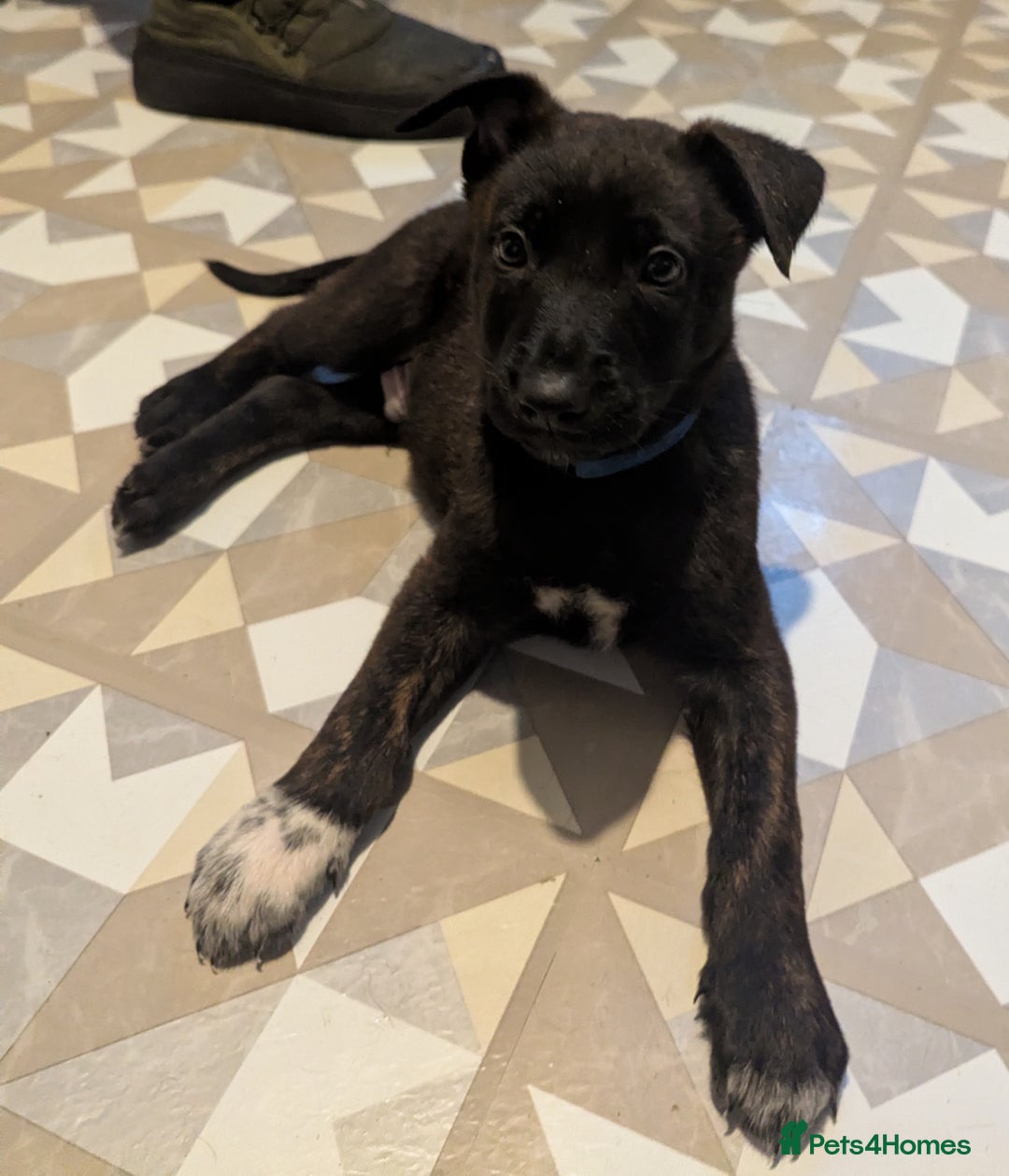 Belgian Shepherd Dog dogs for sale: READY TO GO Mother is Dutch Herder x Malinois  - Advert 10