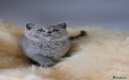 British Shorthair cats for sale: GCCF reg blue kittens  - Image 21