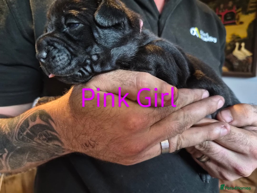 Mixed Breed dogs for sale: Beautiful Chow-Pei Puppies - Image 3