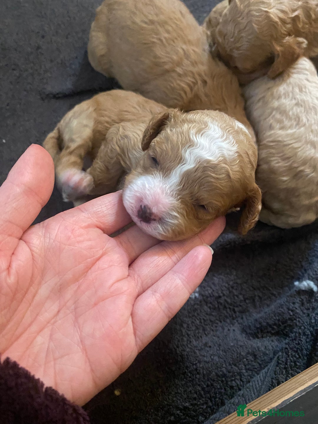 Cavapoochon dogs for sale: 🐾 Adorable F1b Cavapoochon Puppies- Ready Soon!🐾 - Image 1